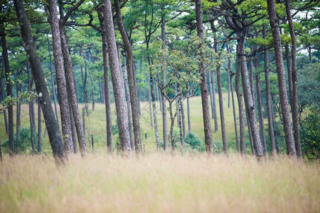 自然泰国乌塔拉迪省PhuSoiDao公园的Merkus松树林的景观图片