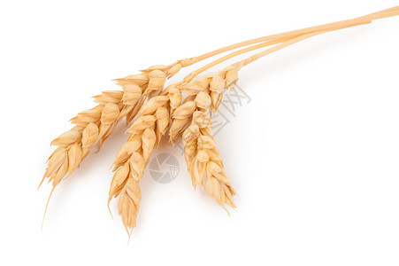 金子棕色的生小麦耳朵图片
