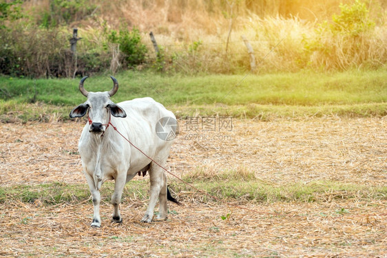 常设关闭公牛在农场的耳朵肉图片