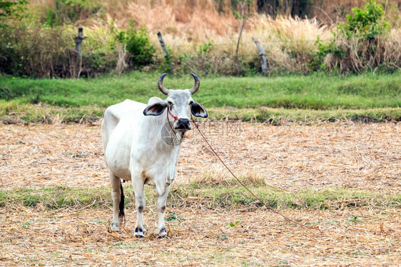 动物关闭公牛在农场的白色放牧图片