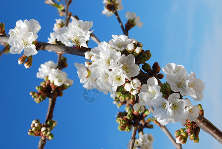 蓝色天空的樱花图片