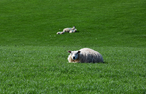 大肥羊在草原上休息英国天气母羊图片