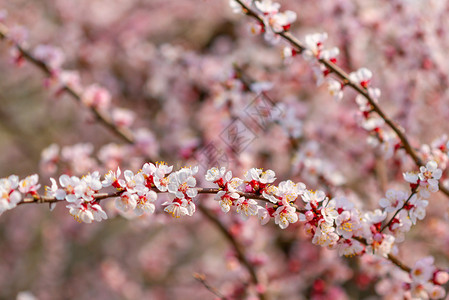 新鲜的自然美丽春天背景从开花的樱桃树朵图片