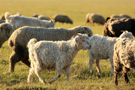 乡村的旅行俄罗斯联邦卡勒米基亚Kalmykia草原的牧羊人们图片