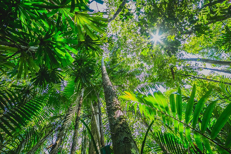 明亮的户外雨林和太阳后面的雨林荒野图片