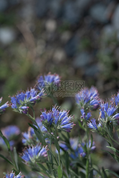 一束彩色花朵的自然背景一束彩色花朵的自然背景公园美丽的花图片