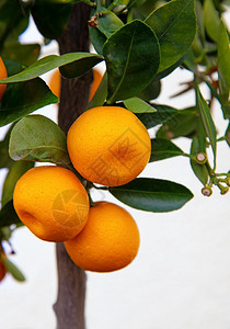 象征水果小型橙花园装饰树德国图片