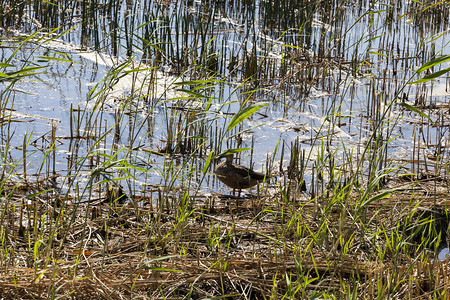 池塘水禽美丽隐藏在沼泽鸭中厚的草地里图片
