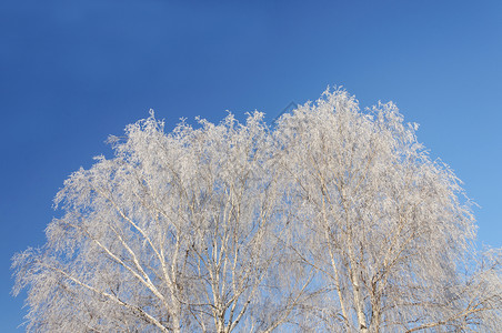 季节美丽的蓝色天空背景上覆盖着无冰霜的白树冠桦木图片