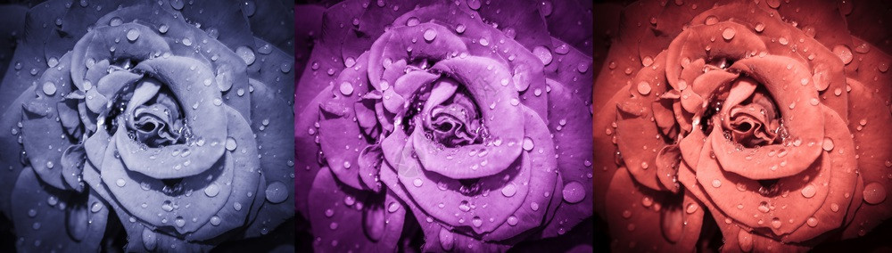 绽放温和的玫瑰花朵拼贴微距照片顶视图长横幅玫瑰花朵拼贴红色的图片