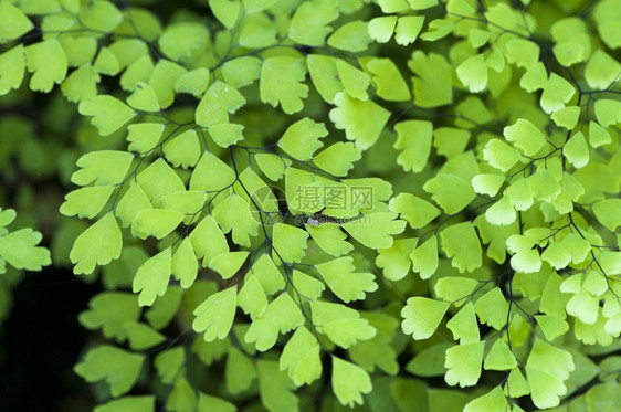 带有三角形植物的绿叶自然花园荒野图片