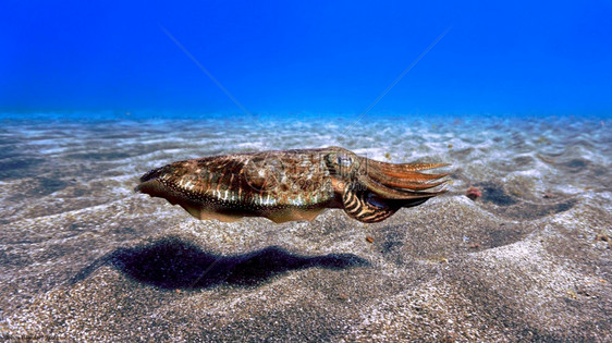 水肺9特内里费岛屿深蓝海中好奇的鱼图片