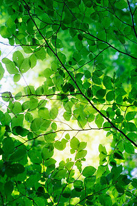 生态抽象的经过阳光照亮绿叶子清新树图片