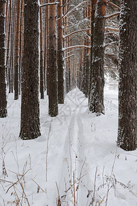 冬季雪地风光图片