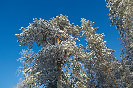 冬季森林雪景图片