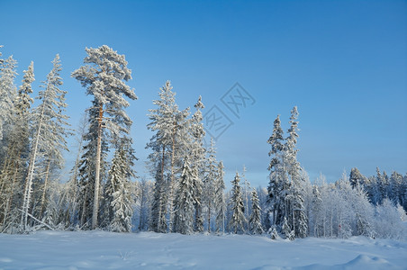 冬季森林雪景图片