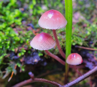 棕色的蘑菇Mycena长在古老的腐烂树桩上落下倾斜图片