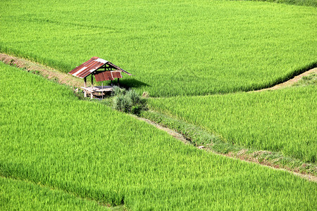 在稻田和农村小屋的稻田中环境草夏天图片