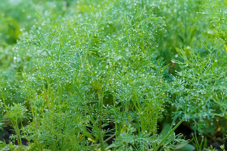 在菜园种植新鲜的dillAnethumgradolens在花园种植新鲜草药在花园种植绿色物农业生产莳萝图片