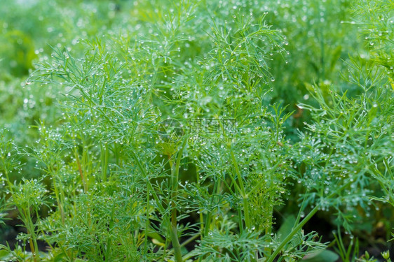 在菜园种植新鲜的dillAnethumgradolens在花园种植新鲜草药在花园种植绿色物农业生产莳萝图片