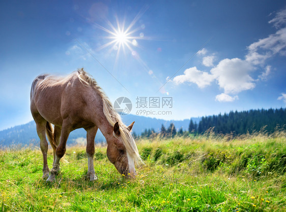 自由夏天棕色马和轻木在山中绿草地上夏季风景棕色马和浅在山中的青草地上景观图片
