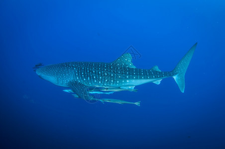 鲸鲨在清蓝水中游泳有射光鱼和引航清除动物水肺图片