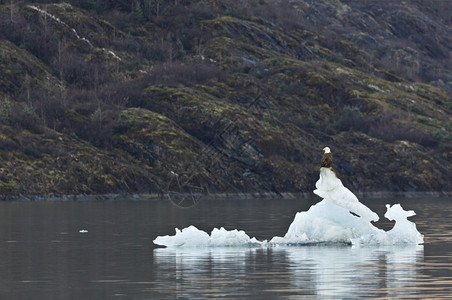 分段美国秃鹰坐落在阿拉斯加州Juneau的熔融门登霍尔冰川碎片上约瑟夫吸引力图片