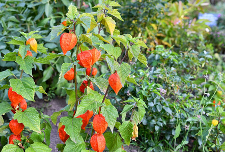 花园里的酸浆alkekengi茄属植物外部图片