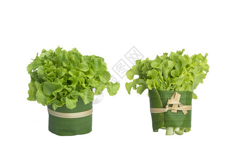 条两组新鲜有机绿色橡树生菜以孤立的白色背景营养自然图片
