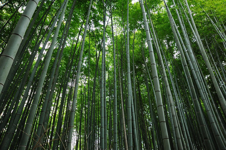 荒野日本人团体亚洲竹木森林图片