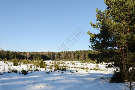 景观森林中满是雪阳光明媚的一天浅滩上Fir树松冬天图片