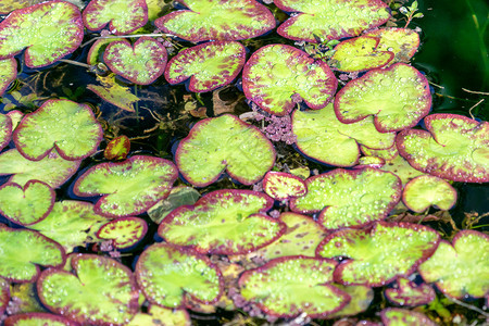 水百合在表面有绿色叶子湿的花夏天图片