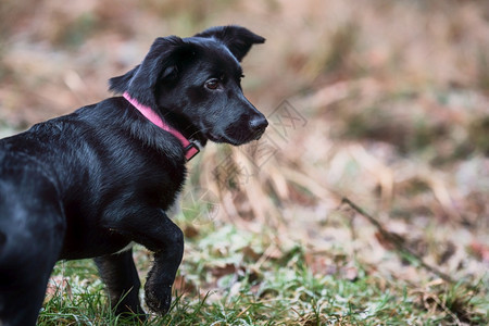 户外散景小黑狗在草地上玩小黑狗混血摆姿势图片
