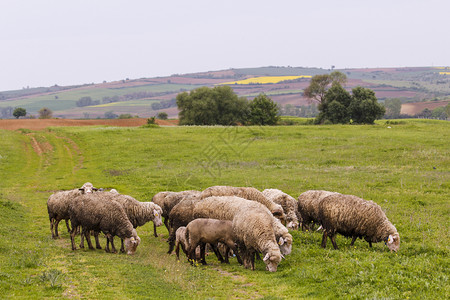 春天a羊群放牧草绿色图片