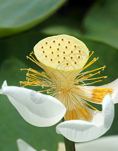 颜色植物越南花朵纯白莲湄公河三角洲越南的象征美丽布露森紧闭花芽绿底盛开图片