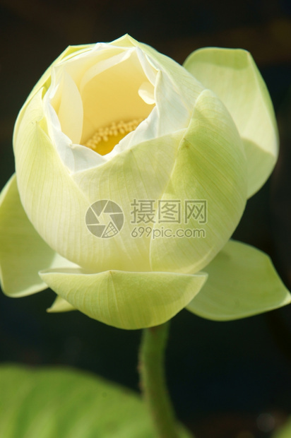 绿色越南花朵纯白莲湄公河三角洲越南的象征美丽布露森紧闭花芽绿底湖好的图片