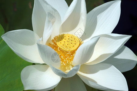 新鲜的越南花朵纯白莲湄公河三角洲越南的象征美丽布露森紧闭花芽绿底好的壁橱图片