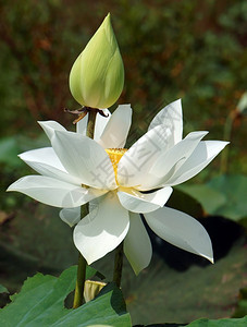 植物群户外越南花朵纯白莲湄公河三角洲越南的象征美丽布露森紧闭花芽绿底好的图片