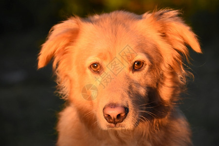 收费员听话品种太阳面对着一只甜美的金色狗图片