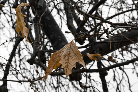 冬季干枯的梧桐枝叶图片