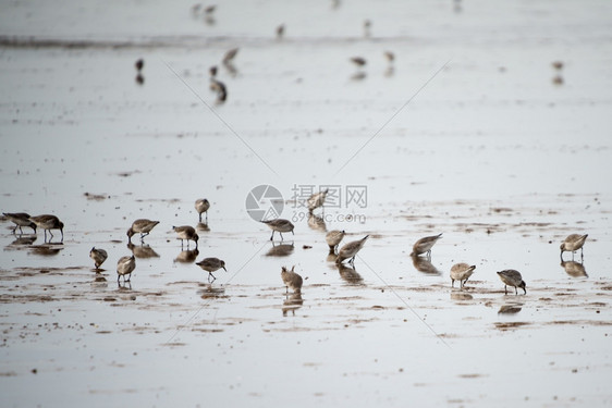 在联合王国诺福克海岸喂养的桑德林人禽类卡利里斯户外图片