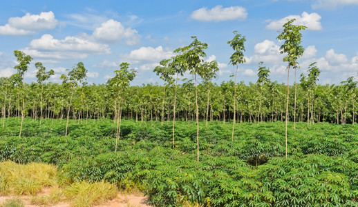 泰国的木薯和橡胶种植园图片