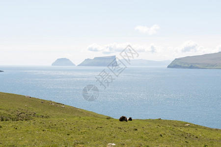 法罗群岛的典型景观绿草绵羊岩石和对Skuvoy的展望山绿色水图片