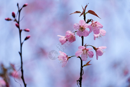 绽放的樱花图片