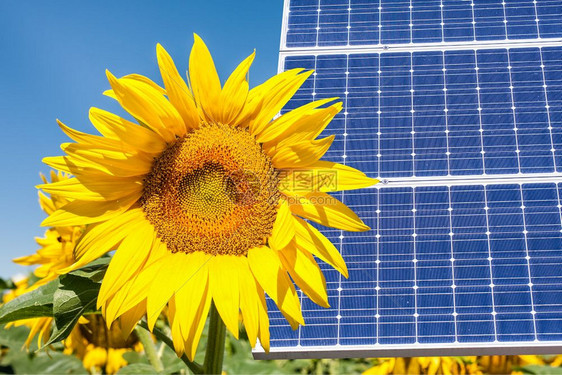太阳能电池板和向日葵花图片