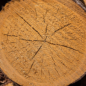 木制的松树材料森林中的木伐新鲜砍的树木原被堆积起来作为背景纹理图片