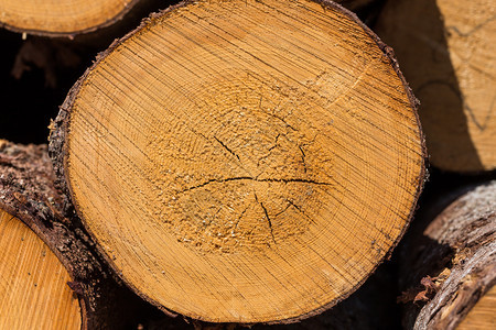 圆形的森林中木材伐新鲜砍的树木原被堆积起来作为背景纹理圆圈图片