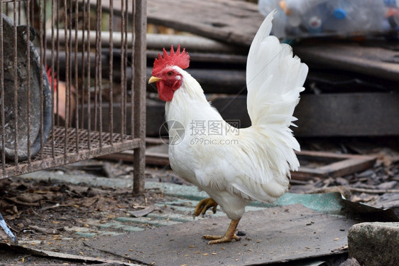 老的母鸡肉站在老旧的木头上柴家禽图片