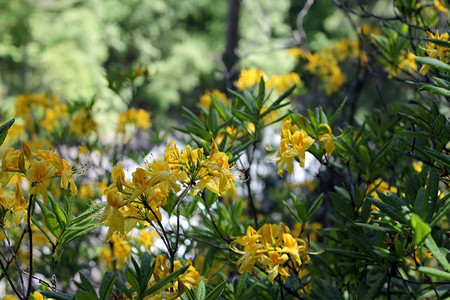 颜色阿扎莱亚盛开在夏季的caucasus森林中高加索植物图片