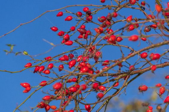 蓝色的在阳光明媚秋天清蓝空背景下满了红玫瑰臀叶的树枝食物红色图片